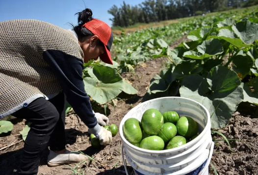 Técnico de seguridad explicando un protocolo de seguridad rural a trabajadores de cosecha en un viñedo de Mendoza